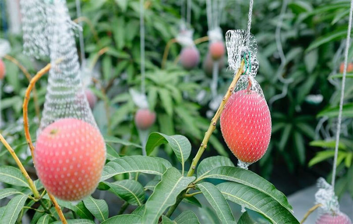 Bí mật đằng sau quả xoài hơn 5 triệu đồng