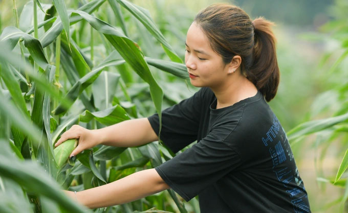 Việt Nam ra mắt giống ngô ngọt ăn trực tiếp không cần luộc, hấp, nướng