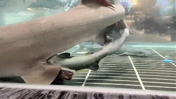 Cá mập trưng bày bất ngờ đẻ 3 con khiến nhà hàng sửng sốt