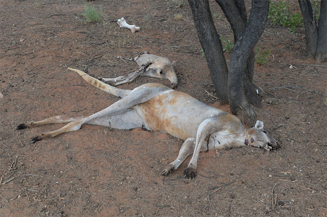 Vì sao Australia kêu gọi người dân giết kangaroo và lấy thịt?