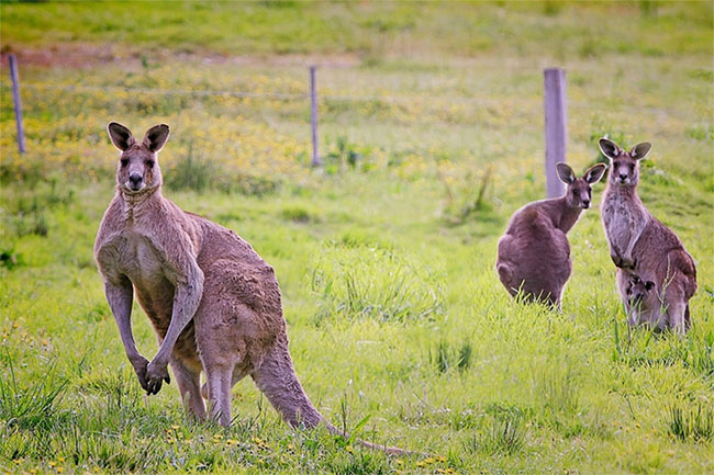 Vì sao Australia kêu gọi người dân giết kangaroo và lấy thịt?