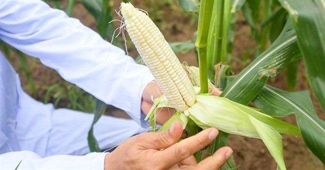 Việt Nam ra mắt giống ngô hoa quả ngọt ăn trực tiếp không cần luộc, hấp hay nướng