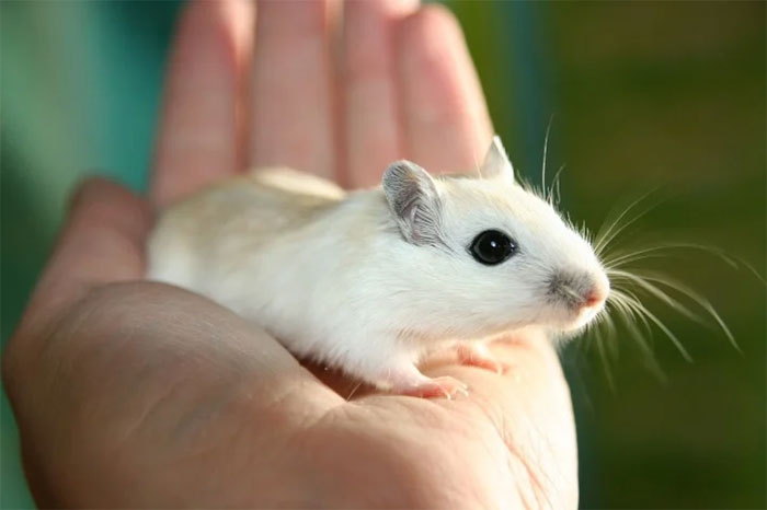 Khoảng cách của các loài vật nhảy xa nhất thế giới có thể đạt được là bao nhiêu?