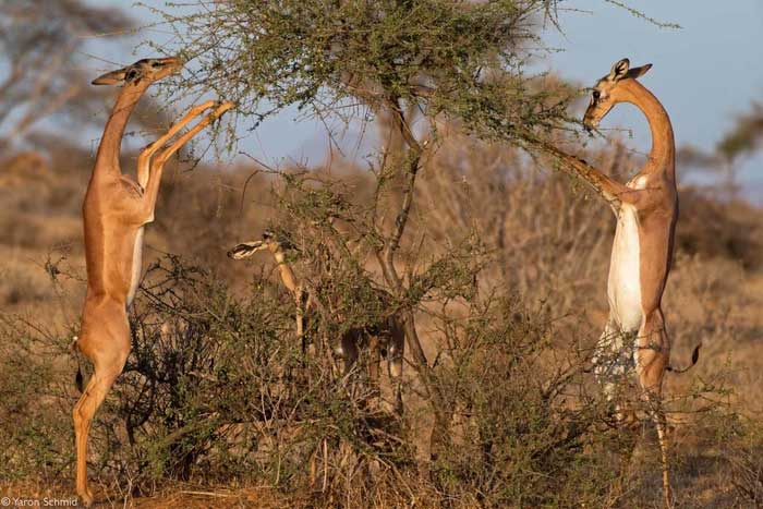 Tại sao linh dương Gerenuk có thể sống mà cả đời không cần uồng nước?