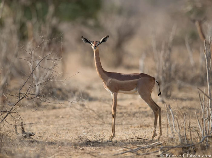 Tại sao linh dương Gerenuk có thể sống mà cả đời không cần uồng nước?