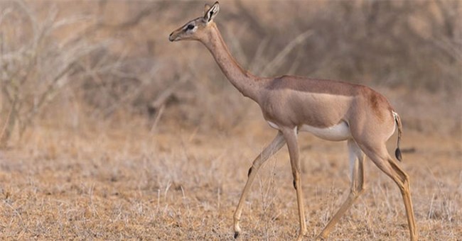 Tại sao linh dương Gerenuk có thể sống mà cả đời không cần uồng nước?