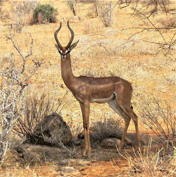 Tại sao linh dương Gerenuk có thể sống mà cả đời không cần uồng nước?