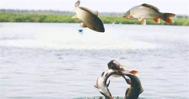 Sau khi sông chảy ra biển, lượng lớn cá nước ngọt đã đi đâu?