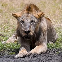Một trong những con sư tử già nhất thế giới bị giết ở Kenya