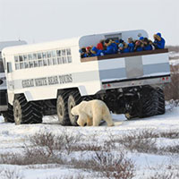 "Nhà tù" độc nhất vô nhị giam giữ gấu Bắc Cực