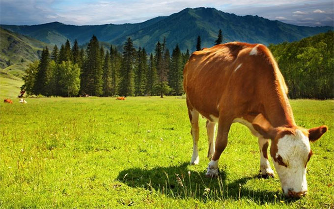 Bộ răng khoẻ mạnh nhờ cách tiêu hóa thức ăn của động vật nhai lại