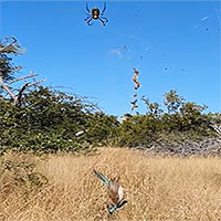 Vén màn bí ẩn tuyệt chiêu giăng "thiên la địa võng" săn đủ loài động vật của loài nhện khổng lồ Nephila