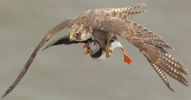 Nhiếp ảnh gia Anh chụp được khoảnh khắc gây sửng sốt