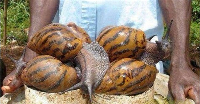 Top 5 loài động vật khổng lồ có thể bạn sẽ không tin là chúng tồn tại