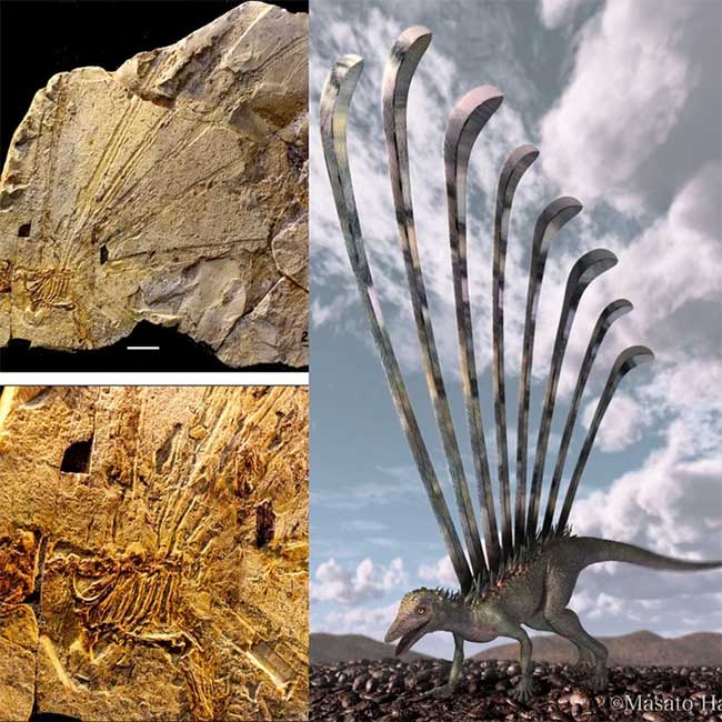 Con người đã phát hiện ra những sinh vật thời tiền sử kỳ lạ nào?