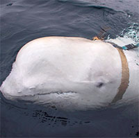 Cá voi "gián điệp" của Nga tái xuất ở Thuỵ Điển, giới khoa học bối rối