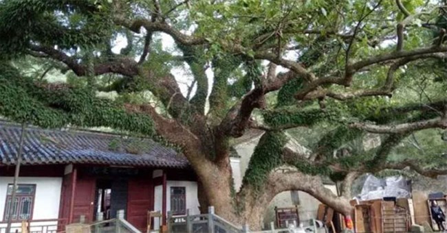 Nhân giống loại cây còn duy nhất một cá thể trên Trái đất, hiếm tới mức được bảo vệ 24/24