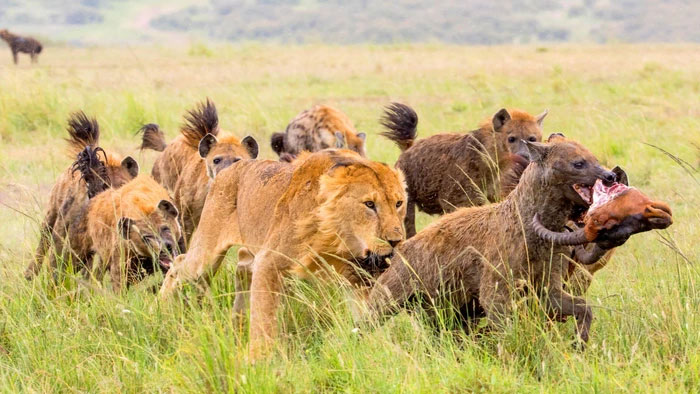 Vì sao sư tử và linh cẩu luôn xung đột với nhau?