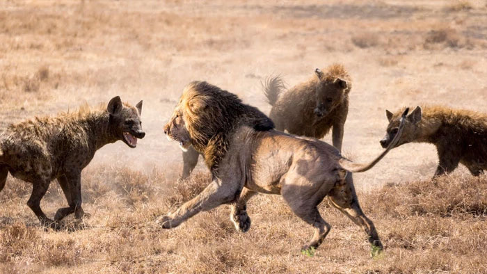 Tại sao sư tử và linh cẩu luôn xung đột với nhau?