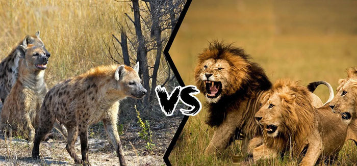 Vì sao sư tử và linh cẩu luôn xung đột với nhau?