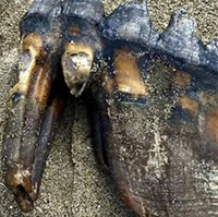 Phát hiện hóa thạch cổ đại khi đi bộ trên bãi biển Mỹ