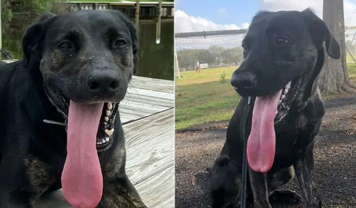 Kỷ lục Guiness thế giới tìm ra chú chó có chiếc lưỡi dài nhất thế giới
