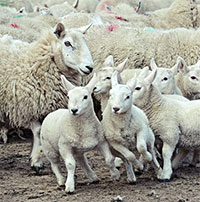 Năm 2005, 1.500 con cừu bất ngờ lao xuống vách đá tự sát tập thể, chuyên gia chỉ ra sai lầm đáng tiếc