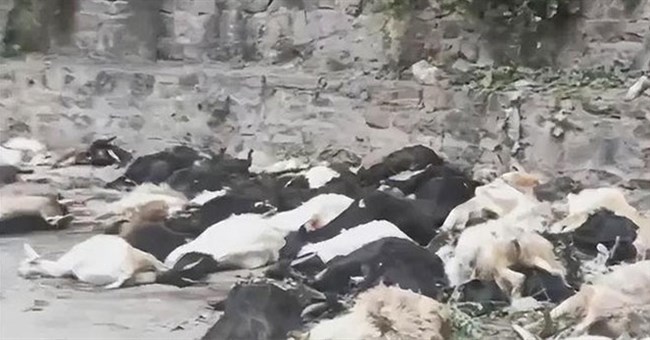 Năm 2005, 1.500 con cừu bất ngờ lao xuống vách đá tự sát tập thể, chuyên gia chỉ ra sai lầm đáng tiếc