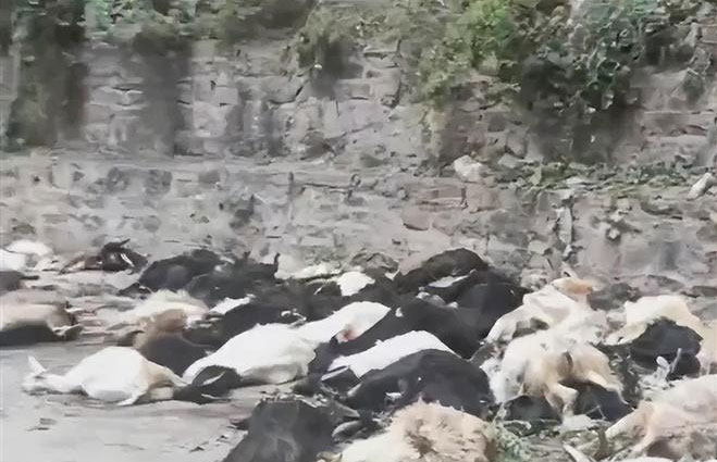 Năm 2005, 1.500 con cừu bất ngờ nhảy vách núi tự tử, chuyên gia chỉ ra sai lầm đáng tiếc