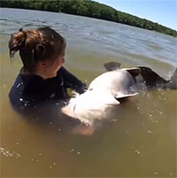 Video: Cô gái dùng tay không bắt cá trê khủng, nặng 30kg dưới hồ