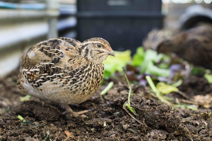 Chim cút thích ở trong môi trường ấm áp nên thường làm tổ trên mặt đất