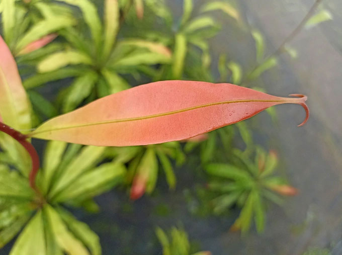 Loài cây ăn thịt độc nhất vô nhị, bắt mồi theo 