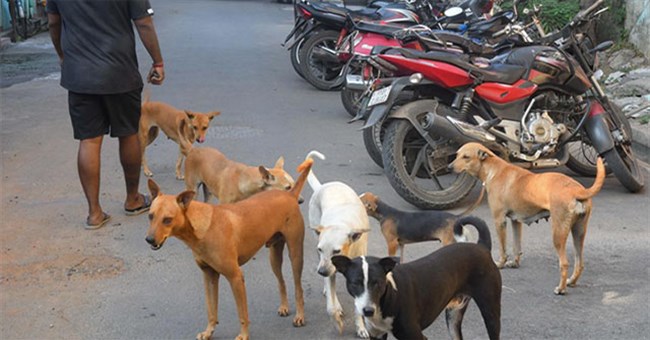 Vì sao chó bỗng trở thành mối nguy hại mới tại Ấn Độ? 