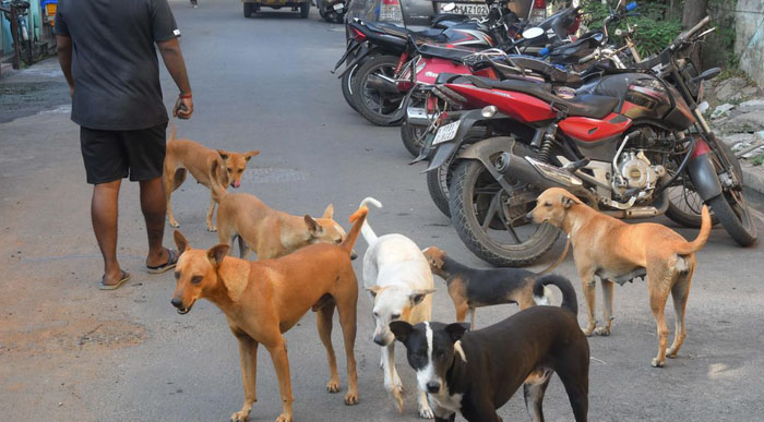 Ấn Độ có hơn 15 triệu cá thể chó hoang.