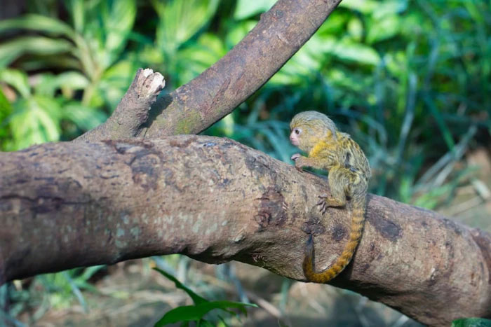 Cân nặng của con khỉ nhỏ nhất thế giới là bao nhiêu?