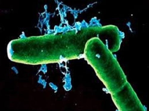 Vi khuẩn có thể truyền bệnh than từ động vật sang người.