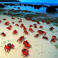 Hàng tỷ cua đỏ bò từ biển vào rừng trên đảo Giáng sinh