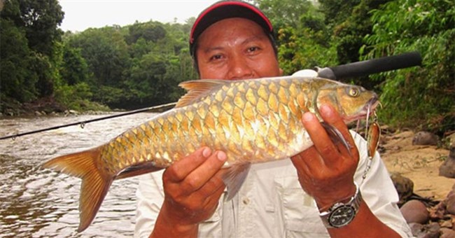 Đặc sản cá "vong bất liễu ngư" đắt hơn cả vàng vẫn được săn lùng