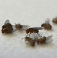 Lý giải hiệu ứng "chết hàng loạt" ở loài ruồi