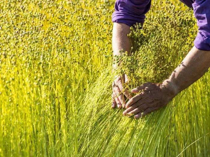 Lịch sử phát triển của vải lanh - niềm tự hào của nhiều nền văn hóa suốt hàng nghìn năm