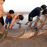 Con cá to nhất trong "thiên đường cá" của Trung Quốc lớn cỡ nào?
