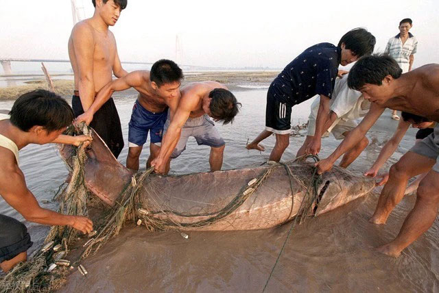 Con cá to nhất trong 