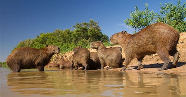 Loài chuột to nhất thế giới còn tồn tại, có thể nặng tới nửa tạ