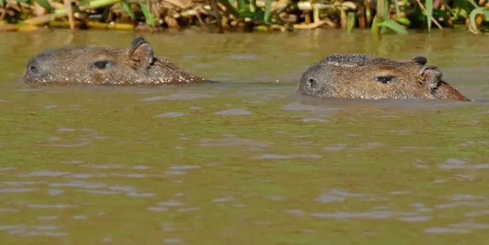 Ngày nay, loài gặm nhấm lớn nhất thế giới là loài chuột lang nước capybara