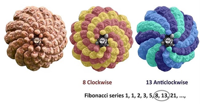 Hoá thạch 400 triệu năm làm thay đổi suy nghĩ về xoắn ốc Fibonacci