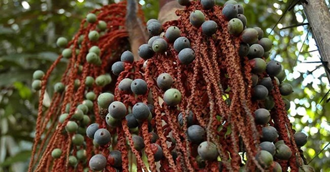 Loại hạt trở thành "vũ khí bí mật" giúp 4 em nhỏ trong vụ rơi máy bay sinh tồn 40 ngày trong rừng