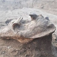 Hài cốt quái thú “trấn yểm” mộ cổ 2.000 năm tuổi