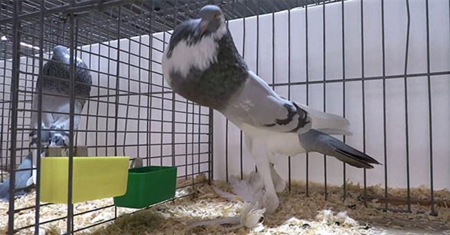 Sự thật về clip chim bồ câu đột biến, kiểu dáng kỳ dị gây sốc mạng xã hội