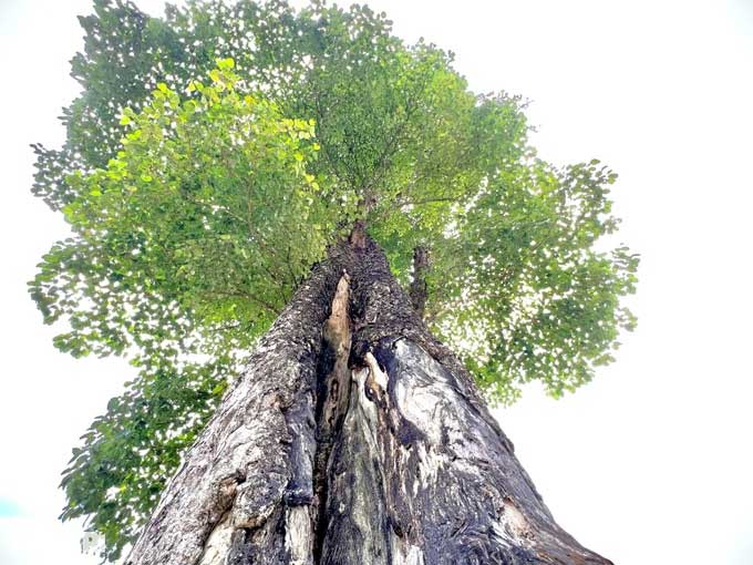 "Cây cô đơn" đẹp nhất Việt Nam: Có tuổi đời hàng thế kỷ, thân rộng 5 người ôm không xuể