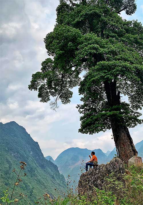 "Cây cô đơn" đẹp nhất Việt Nam: Có tuổi đời hàng thế kỷ, thân rộng 5 người ôm không xuể